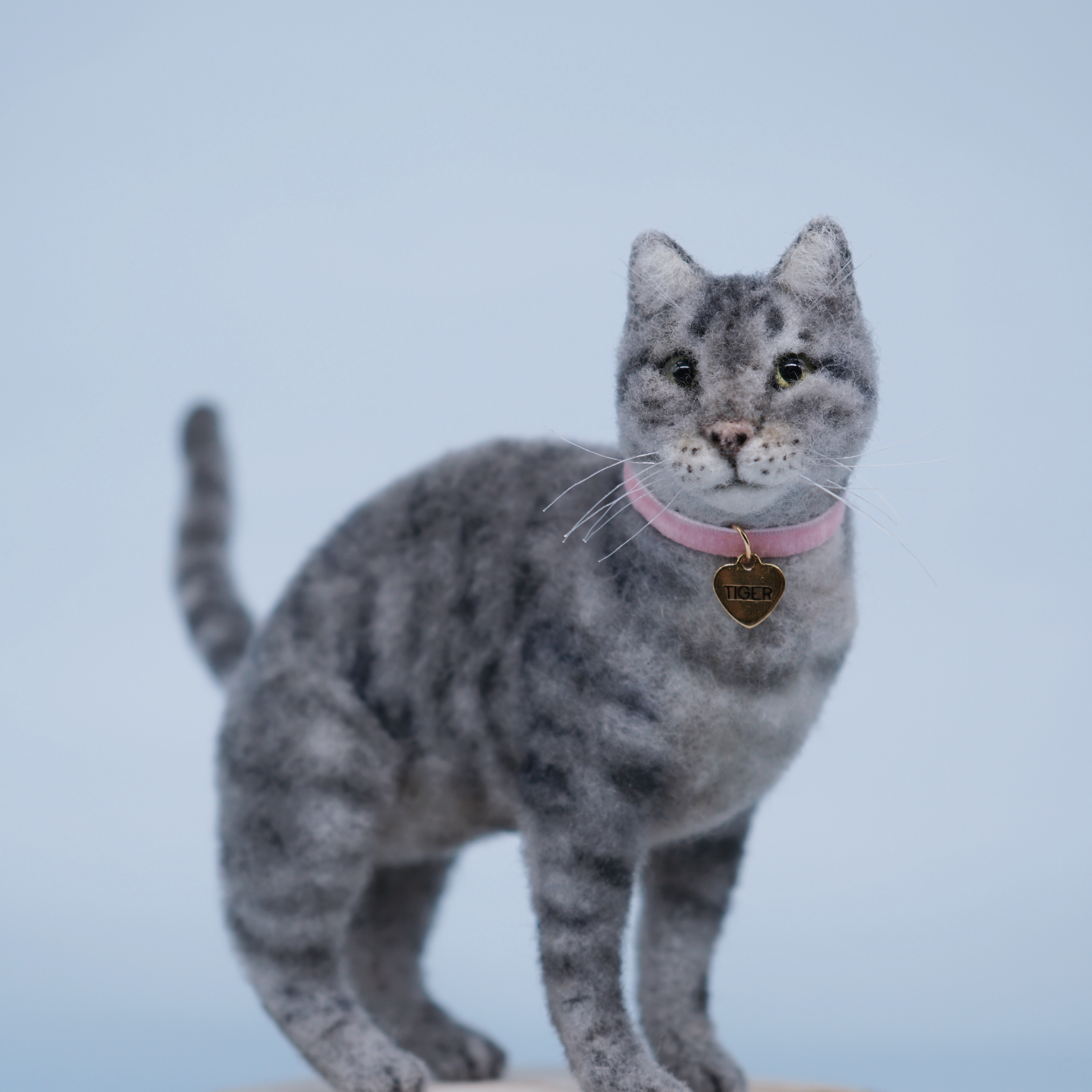 CATS